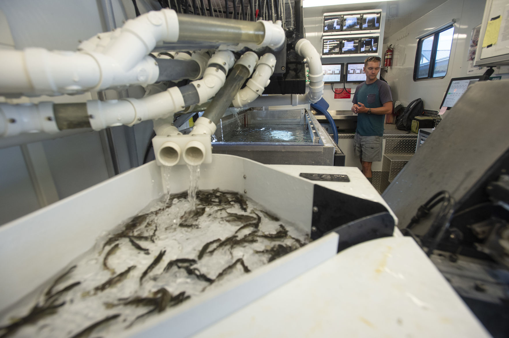 Big effort for little fishes: How officials mark steelhead to show difference between wild and hatchery-raised